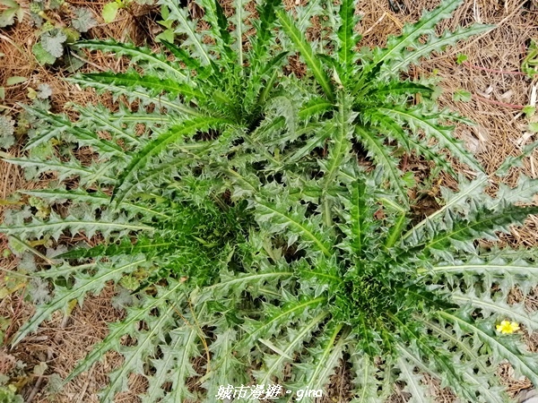 IMG_20210420_111721.jpg IMG_20210420_111721.jpg