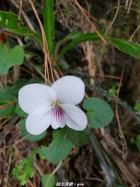 IMG_20210420_123246.jpg IMG_20210420_123246.jpg