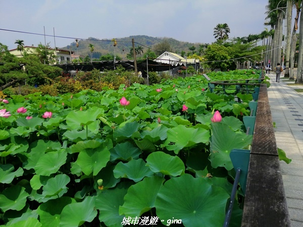 【南投草屯】中興新村椰林大道。 荷花迎風搖曳