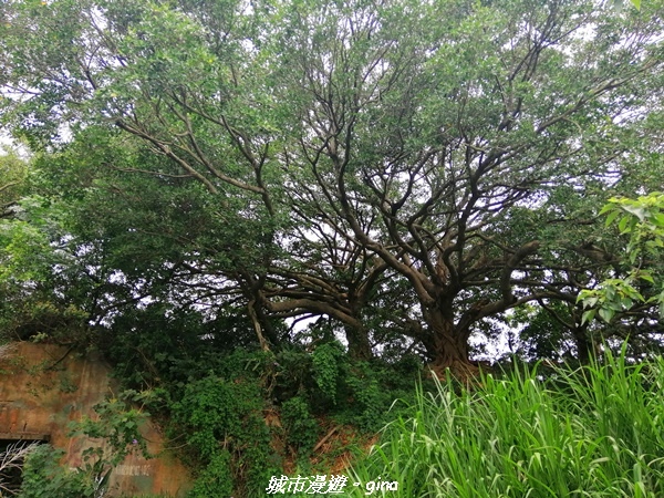 IMG_20210508_104838.jpg IMG_20210508_104838.jpg