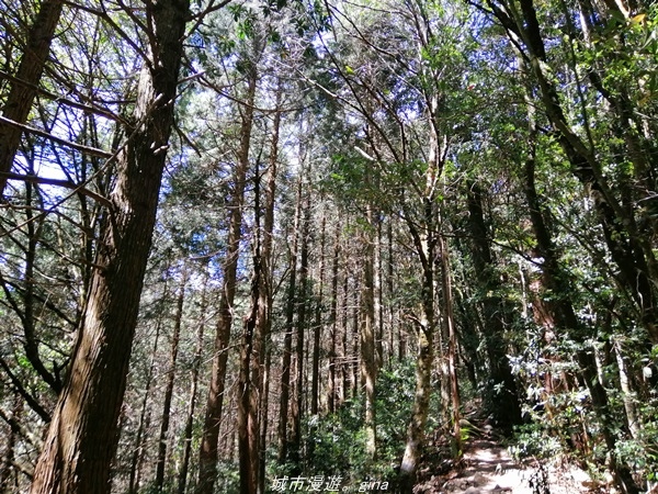 【台中和平】松林鳥語。 谷關七雄之~屋我尾山(大雪山林道)