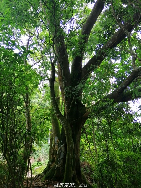 【台中太平】小百岳集起來。 No44小百岳-暗影山