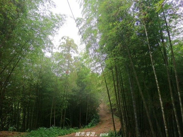 【南投水里】小百岳集起來。No50小百岳-集集大山