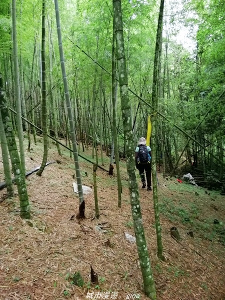 【南投水里】小百岳集起來。No50小百岳-集集大山