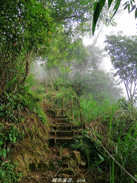 【南投水里】小百岳集起來。No50小百岳-集集大山