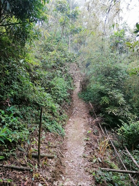 【南投水里】小百岳集起來。No50小百岳-集集大山