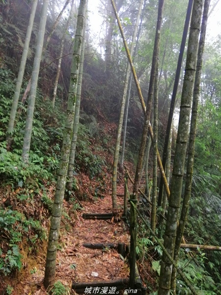 【南投水里】小百岳集起來。No50小百岳-集集大山