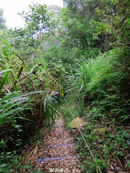 【南投水里】小百岳集起來。No50小百岳-集集大山