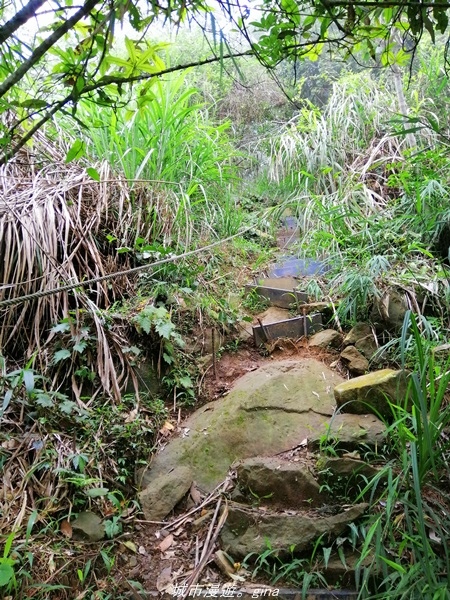 【南投水里】小百岳集起來。No50小百岳-集集大山