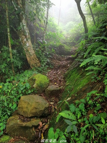 【南投水里】小百岳集起來。No50小百岳-集集大山