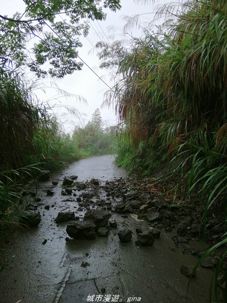 【南投水里】小百岳集起來。No50小百岳-集集大山