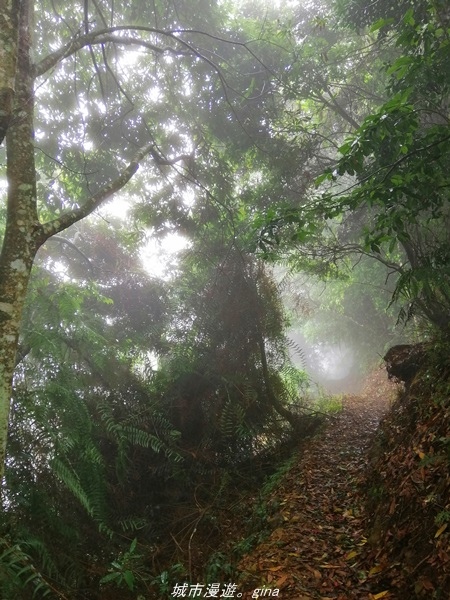 【南投水里】小百岳集起來。No50小百岳-集集大山