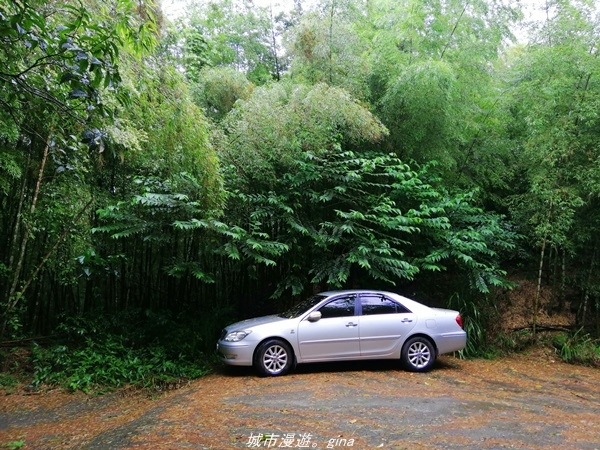 【南投水里】小百岳集起來。No50小百岳-集集大山