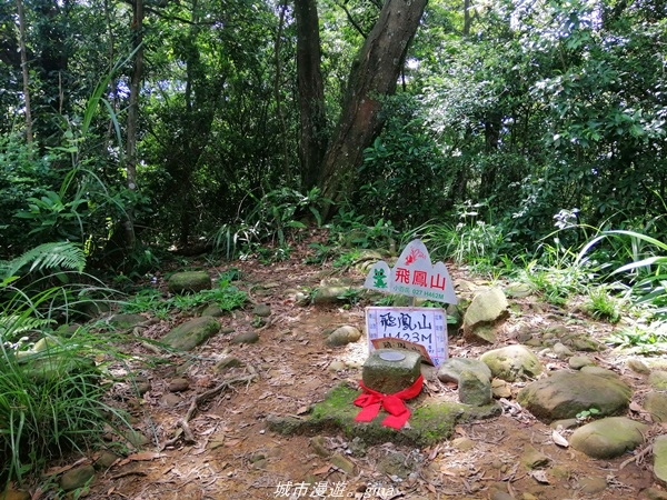 【新竹芎林】綠蔭成徑。 No27小百岳-中坑山 x飛鳳山