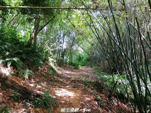 桃園 大溪 療癒的綠色山徑 小百岳集起來 編號23小百岳 溪洲山 健行筆記 桃園 大溪 療癒的綠色山徑 小百岳集起來 編號23小百岳 溪洲山 健行筆記