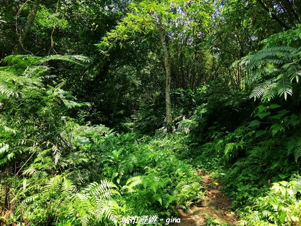 【桃園大溪】療癒的綠色山徑。 No23小百岳-溪洲山