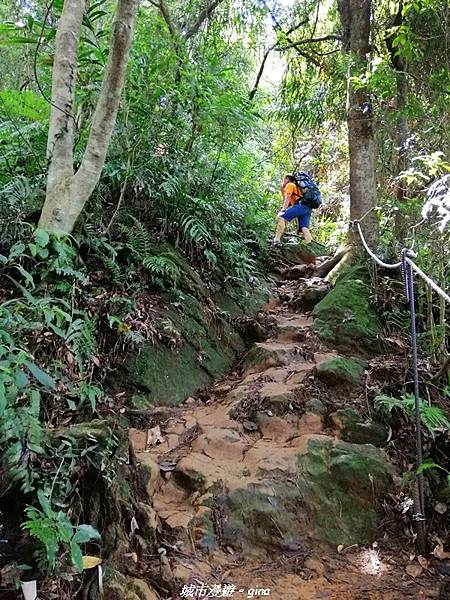 【桃園大溪】療癒的綠色山徑。 No23小百岳-溪洲山