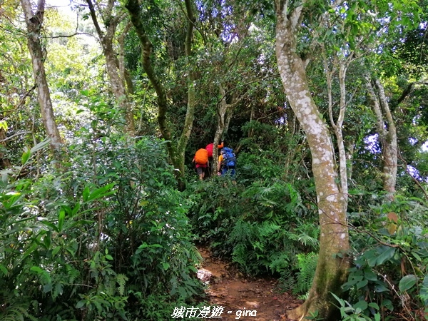 【桃園大溪】療癒的綠色山徑。 No23小百岳-溪洲山