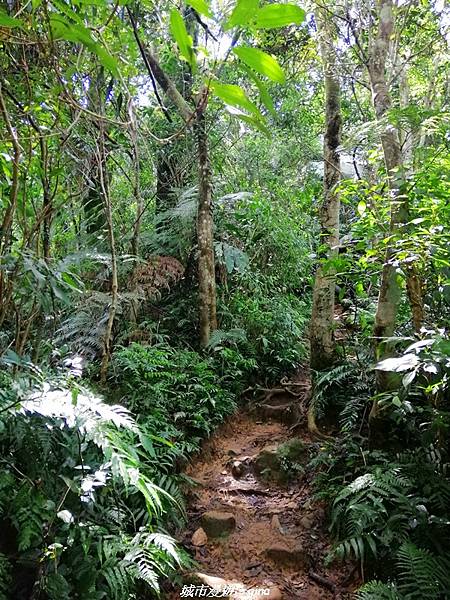 【桃園大溪】療癒的綠色山徑。 No23小百岳-溪洲山