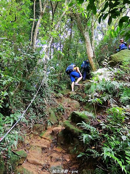 【桃園大溪】療癒的綠色山徑。 No23小百岳-溪洲山