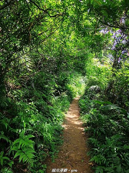 【桃園大溪】療癒的綠色山徑。 No23小百岳-溪洲山