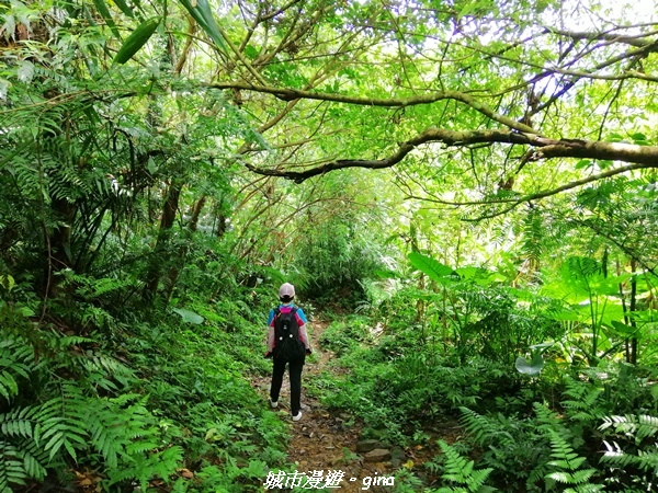 【桃園大溪】療癒的綠色山徑。 No23小百岳-溪洲山