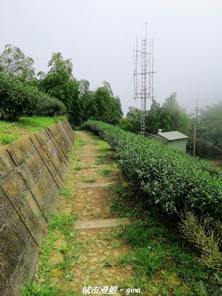 【雲嘉四連峰】超美的茶園竹林風光。小百岳集起來。No56小百