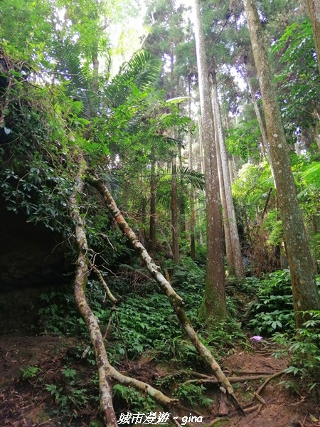 【苗栗南庄】到山裡森呼吸。 No32小百岳-向天湖山