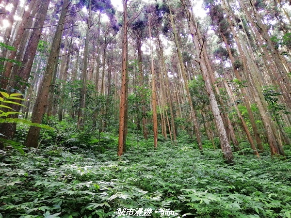 【苗栗南庄】到山裡森呼吸。 No32小百岳-向天湖山