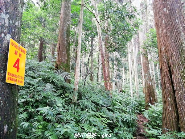 【苗栗南庄】到山裡森呼吸。 No32小百岳-向天湖山