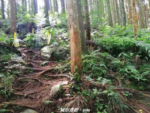 【苗栗南庄】到山裡森呼吸。 No32小百岳-向天湖山