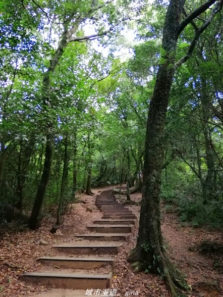 【桃園復興】漫步柳杉林間 小百岳集起來。 No22小百岳~東