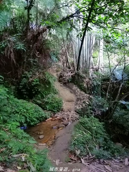 【新竹關西】媲美高山美景。No25小百岳~石牛山步道