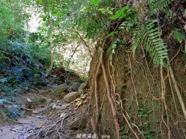 【新竹關西】媲美高山美景。No25小百岳~石牛山步道