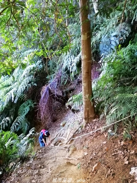 【新竹關西】媲美高山美景。No25小百岳~石牛山步道