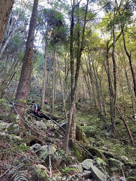 【台中和平】綠蔭杉林大口森呼吸。 橫嶺山自然步道x橫嶺山主峰