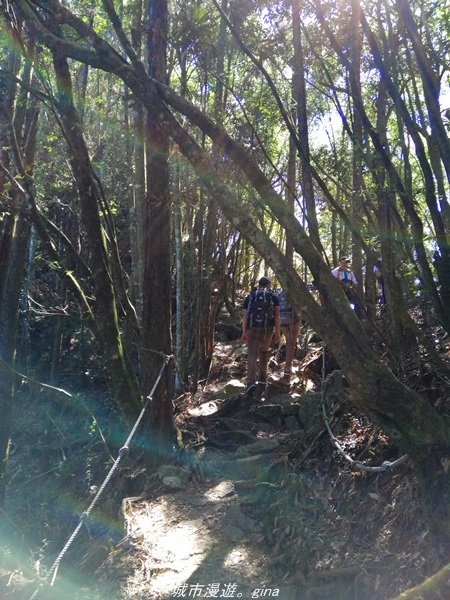 【台中和平】綠蔭杉林大口森呼吸。 橫嶺山自然步道x橫嶺山主峰