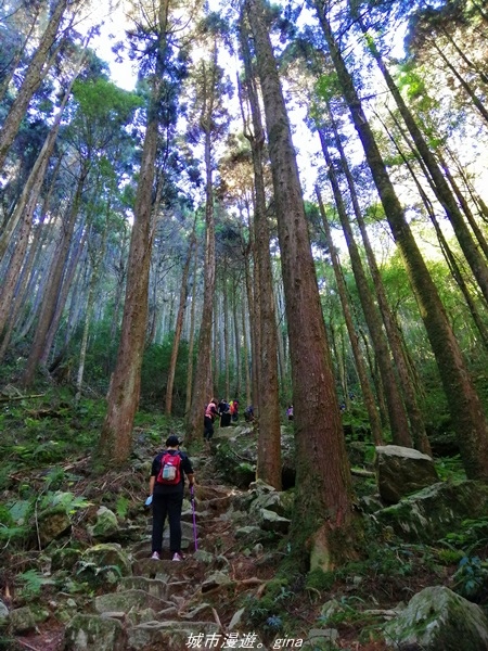 【台中和平】綠蔭杉林大口森呼吸。 橫嶺山自然步道x橫嶺山主峰