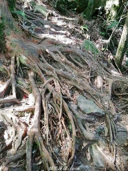 【台中和平】綠蔭杉林大口森呼吸。 橫嶺山自然步道x橫嶺山主峰