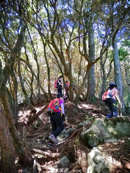 【台中和平】綠蔭杉林大口森呼吸。 橫嶺山自然步道x橫嶺山主峰