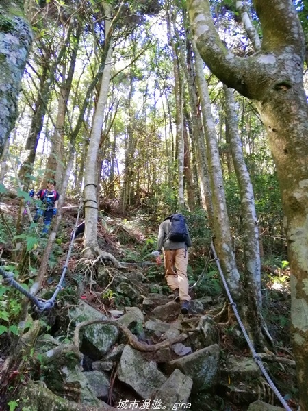 【台中和平】綠蔭杉林大口森呼吸。 橫嶺山自然步道x橫嶺山主峰