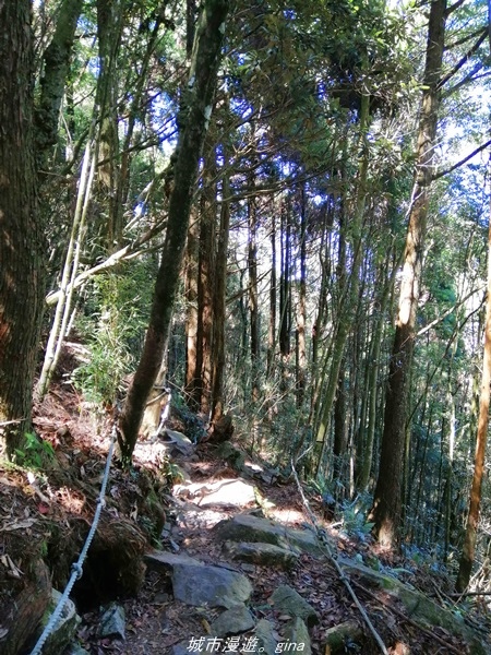 【台中和平】綠蔭杉林大口森呼吸。 橫嶺山自然步道x橫嶺山主峰