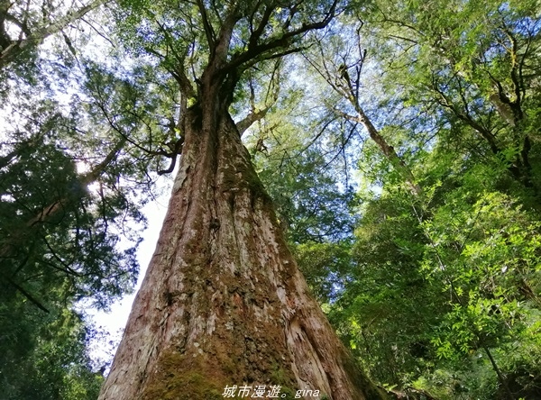 【桃園復興】有氧森呼吸。 山迢路遠超美的拉拉山神木群步道