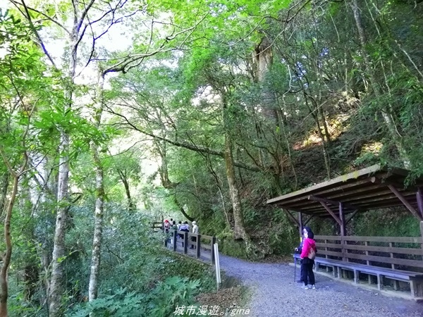 【桃園復興】有氧森呼吸。 山迢路遠超美的拉拉山神木群步道