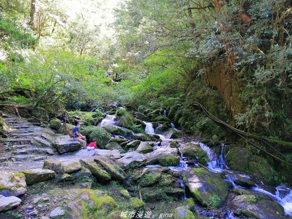 【桃園復興】有氧森呼吸。 山迢路遠超美的拉拉山神木群步道