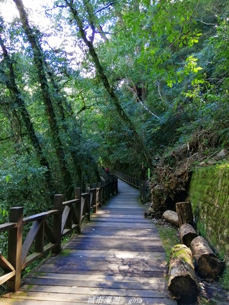 【桃園復興】有氧森呼吸。 山迢路遠超美的拉拉山神木群步道