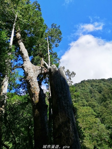 【桃園復興】有氧森呼吸。 山迢路遠超美的拉拉山神木群步道