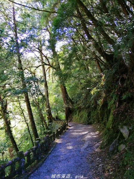 【桃園復興】有氧森呼吸。 山迢路遠超美的拉拉山神木群步道