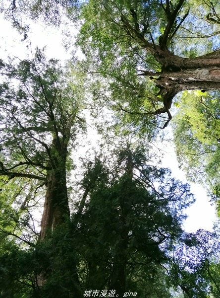 【桃園復興】有氧森呼吸。 山迢路遠超美的拉拉山神木群步道