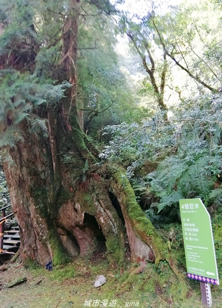 【桃園復興】有氧森呼吸。 山迢路遠超美的拉拉山神木群步道